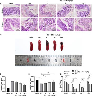 Chlorogenic Acid Promotes Autophagy and Alleviates Salmonella Typhimurium Infection Through the lncRNAGAS5/miR-23a/PTEN Axis and the p38 MAPK Pathway